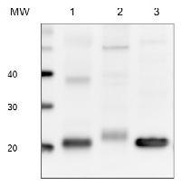 PetC | Rieske iron-sulfur protein of Cyt b6/f complex in the group Antibodies Plant/Algal / Global Antibodies at Agrisera AB (Antibodies for research) (AS08 330)